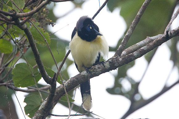 Black-chested Jay (Cyanocorax affinis)