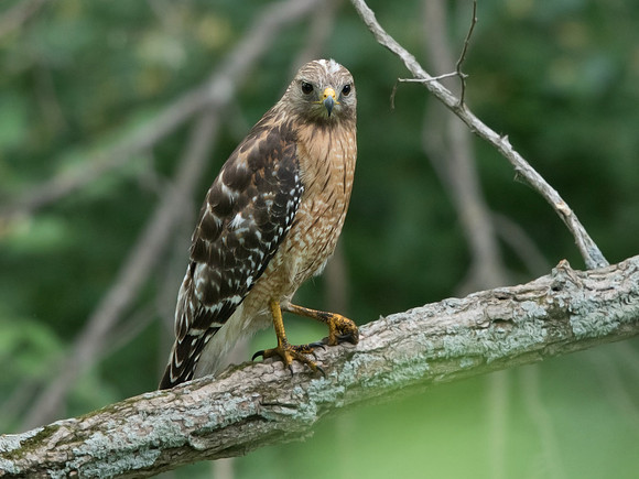 Red-shouldered hawk (Buteo lineatus)