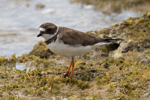 Semipalmated Plover (Charadrius semipalmatus)