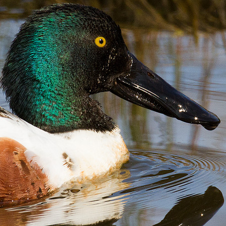 Northern Shoveler (Anas clypeata)