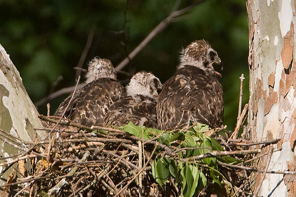 Red-shouldered Hawk (Buteo lineatus) juvenile