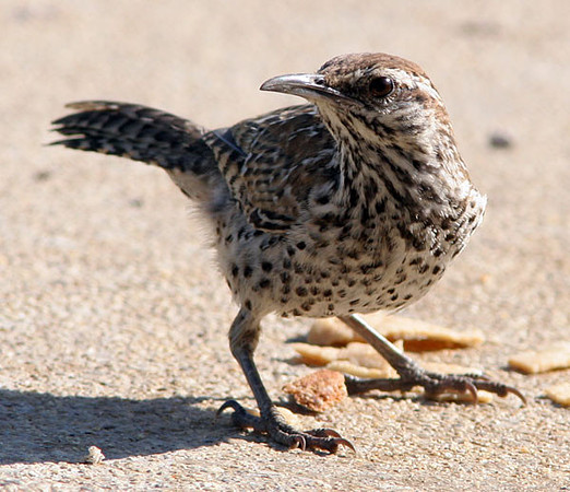 Cactus Wren (Campylorhynchus brunneicapillus)