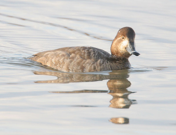 Ring-necked Duck (Aythya collaris) female