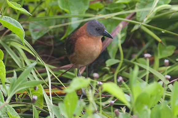 Ruddy Crake (Laterallus ruber)