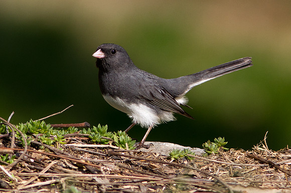 Dark-eyed Junco (Junco hyemalis)