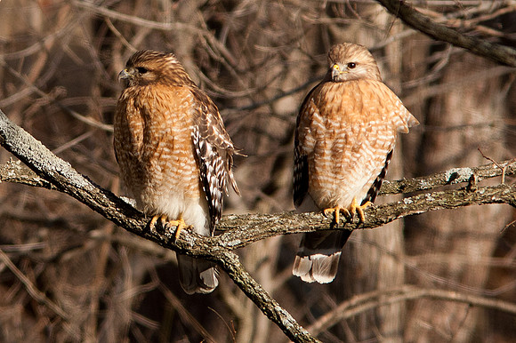 Red-shouldered Hawks (Buteo lineatus) shortly after mating