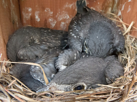 Eastern bluebird (Sialia sialis) Chicks