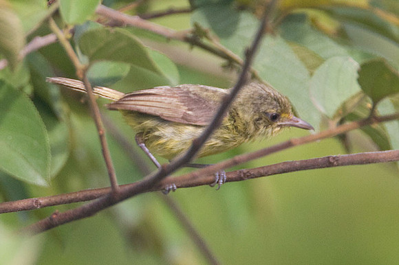 Mangrove Vireo (Vireo pallens)