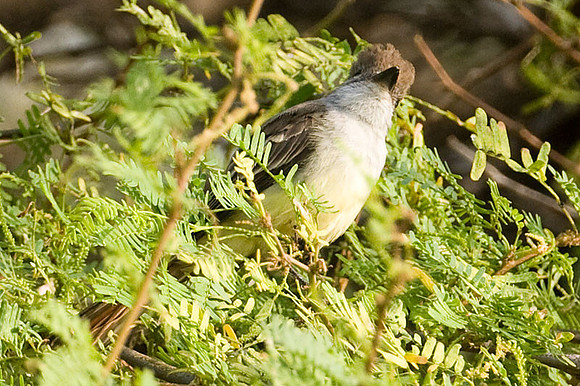 Brown-crested Flycatcher (Myiarchus tyrannulus)