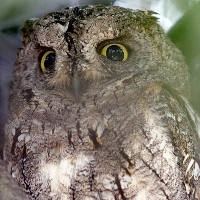 African Scops Owl (Otus senegalensis)