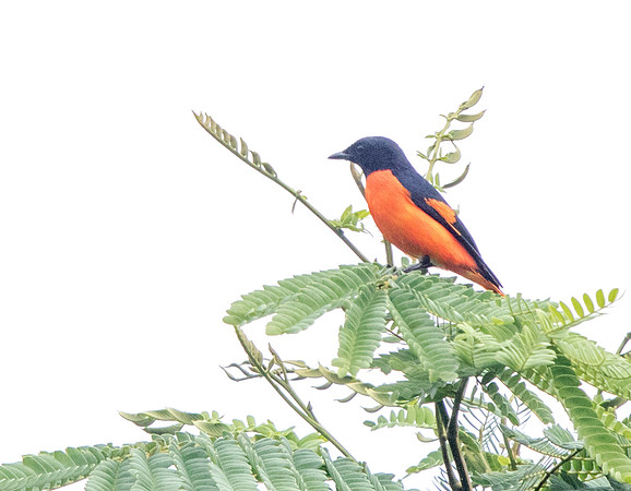 Fiery Minivet (Pericrocotus igneus) Male