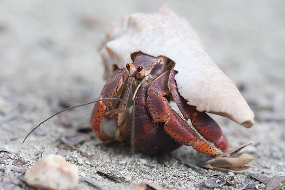 Caribbean Hermit Crab (Coenobita clypeatus)