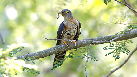 Red-chested Cuckoo (Cuculus solitarius)