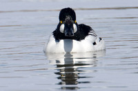 Common Goldeneye (Bucephala clangula)