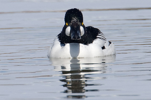 Common Goldeneye (Bucephala clangula)