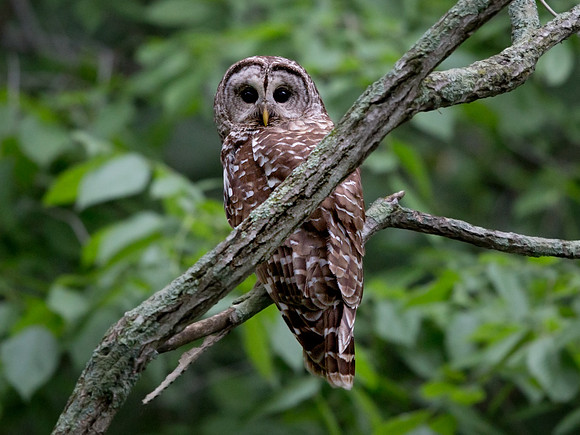Barred owl (Strix varia) Male