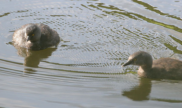 Least Grebe (Tachybaptus dominicus)