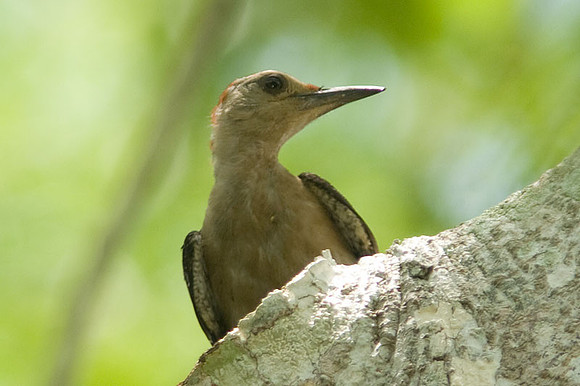 Golden-fronted Woodpecker (Melanerpes aurifrons)