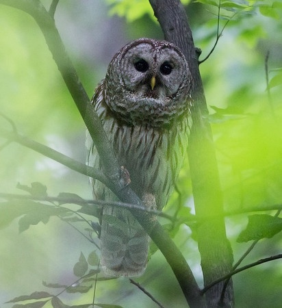Barred owl (Strix varia) Female