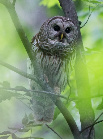Barred owl (Strix varia) Female