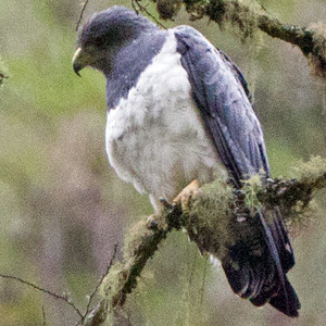 Black-chested Buzzard-Eagle (Geranoaetus melanoleucus)
