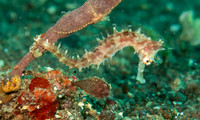 IMG_0826 copy