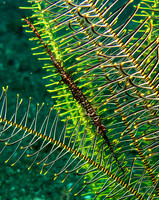 IMG_0831 copy