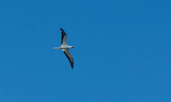 IMG_1738 copy