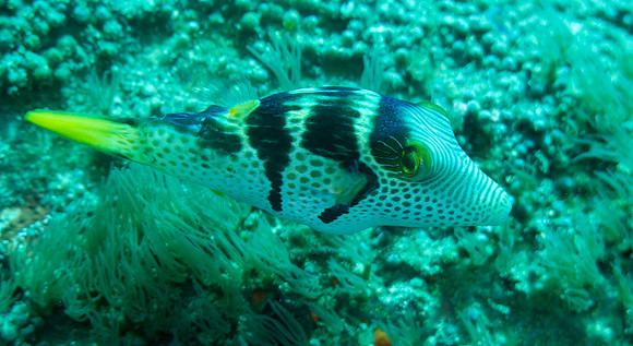 IMG_1063 copy