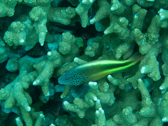 IMG_1525 copy