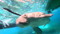 Dugong