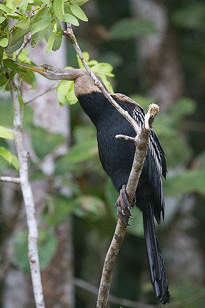 Anhinga (Anhinga anhinga)