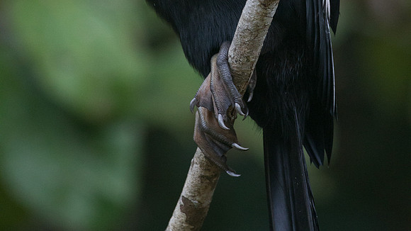 Anhinga (Anhinga, anhinga)
