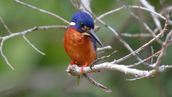 Blue-eared Kingfisher (Alcedo meninting) male