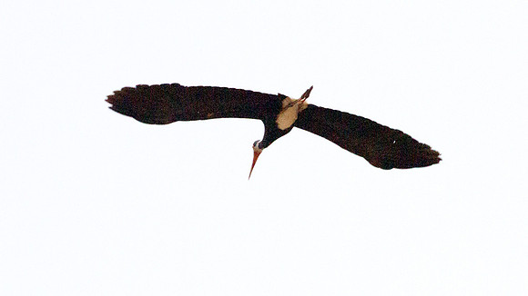 Storm's Stork (Ciconia stormi )