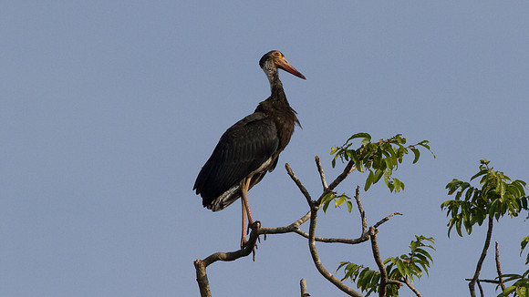 Storm's Stork (Ciconia stormi )