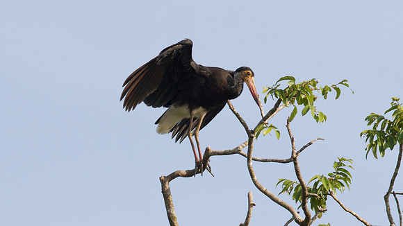 Storm's Stork (Ciconia stormi )