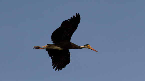 Storm's Stork (Ciconia stormi )