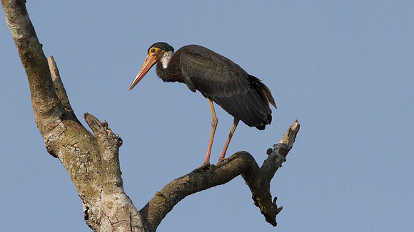 Storm's Stork (Ciconia stormi )