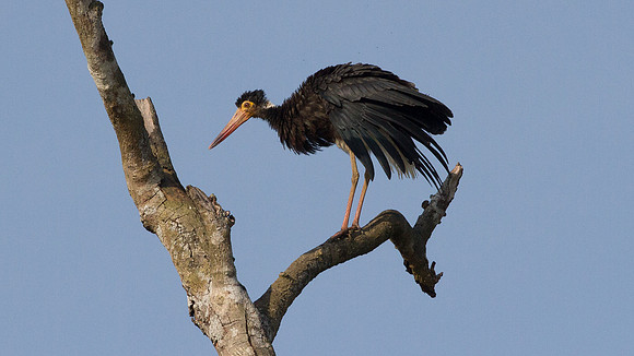 Storm's Stork (Ciconia stormi )