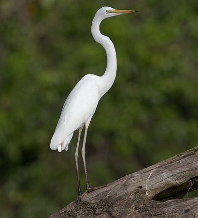 Great Egret (Ardea alba)