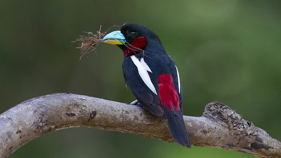 Black-and-red Broadbill (Cymbirhynchus macrorhynchos)