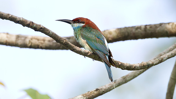 Blue-throated Bee-eater (Merops viridis) male