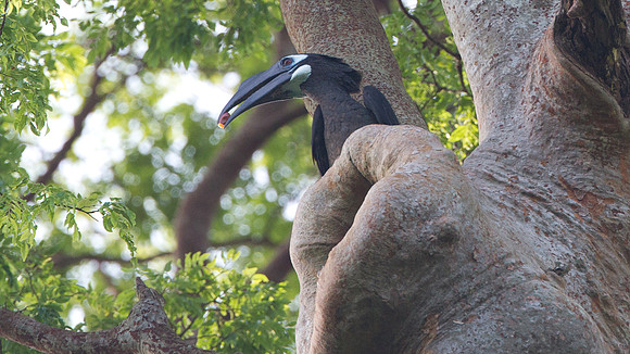 Bushy-crested Hornbill (Anorrhinus galeritus)