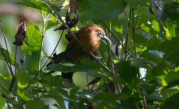 Raffles's Malkoha (Rhinortha chlorophaea)