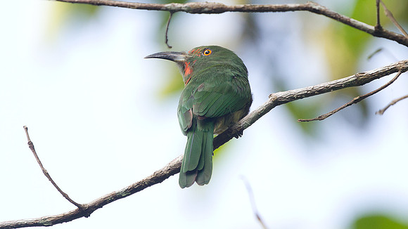 Red-bearded Bee-eater (Nyctyornis amictus)