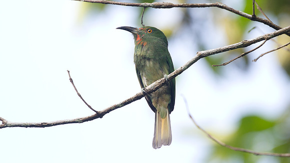Red-bearded Bee-eater (Nyctyornis amictus)