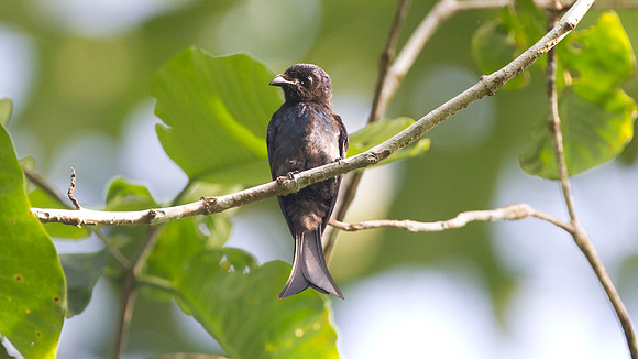 Fork-tailed Drongo Cuckoo (Surniculus dicruroides)