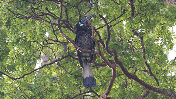 Bushy-crested Hornbill (Anorrhinus galeritus)r
