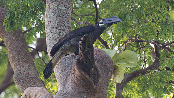Bushy-crested Hornbill (Anorrhinus galeritus)